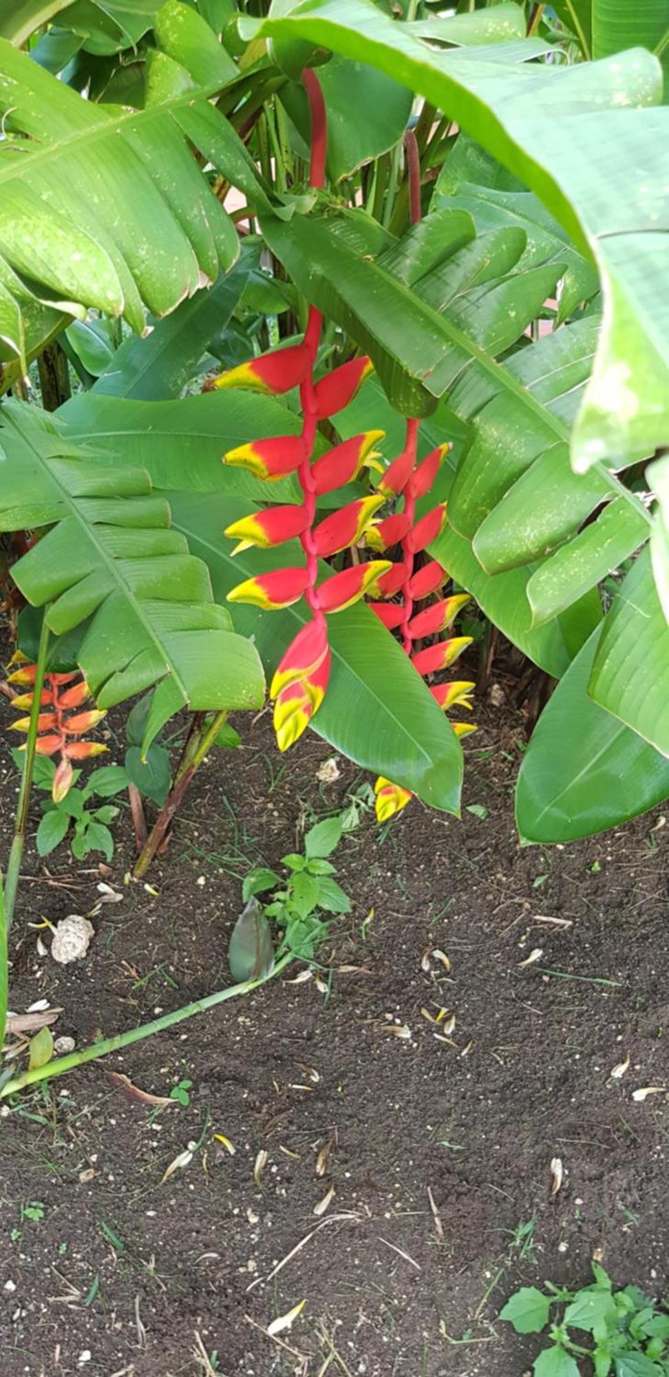 Du Marangua